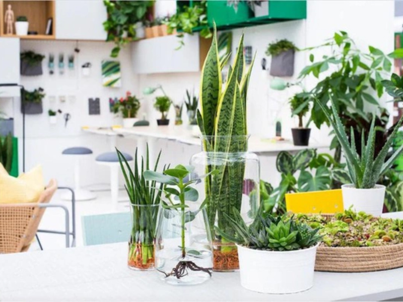 Cây xanh có tác dụng khử mùi hiệu quả